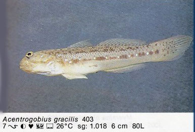 Acentrogobius gracilis